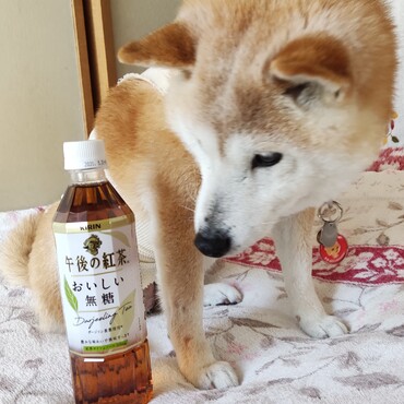 ヒロくん♪チャムまま♪おまたせ～ᕦ(ò_óˇ)ᕤ