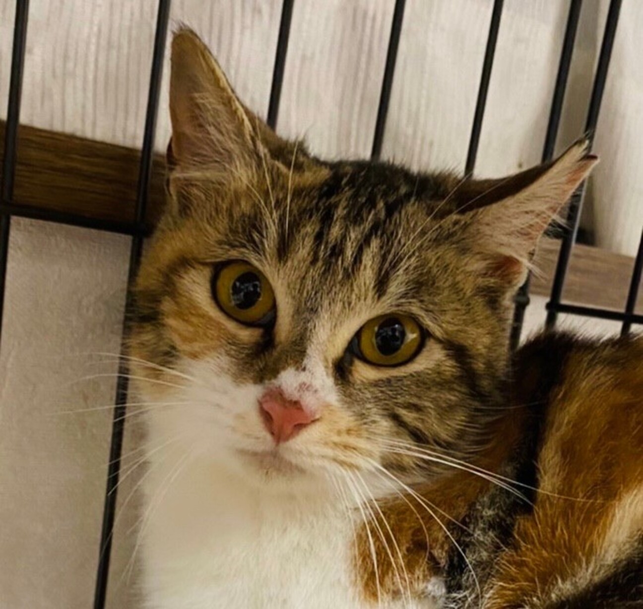美猫三毛さん ミーちゃん 千葉県 猫の里親募集 3599 ペットのおうち 月間利用者150万人 美猫三毛さん ミーちゃん 千葉県 猫の里親募集 3599 ペットのおうち 月間利用者150万人