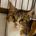 美猫三毛さん♡ミーちゃん