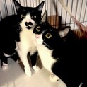 しーちゃん&よーちゃん白黒姉妹の里親募集