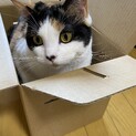 三毛猫マンチカン