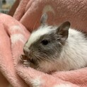 デグー♀