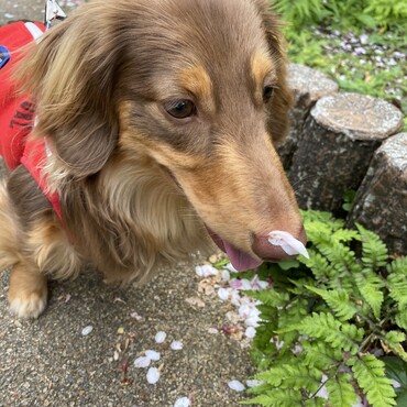 鼻に桜