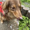 鼻に桜