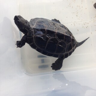 のんびりしていてとても可愛らしい子です。