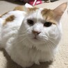 日向春之輔
