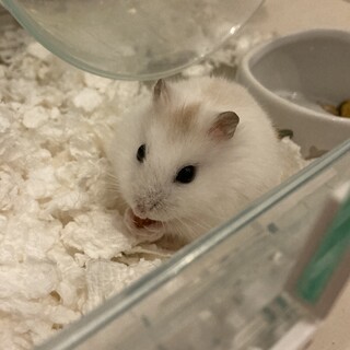 シナモンカラーのハムスター女の子