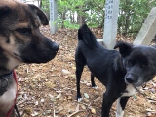 強面だけど優しい 元野犬 大阪府 犬の里親募集 3600 ペットのおうち 月間利用者150万人