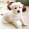 人懐こい6匹きょうだい★タカくん