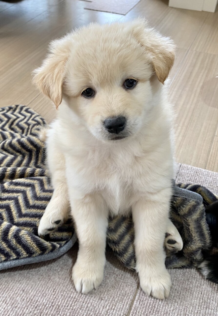 人懐こい6匹きょうだい★タカくん サムネイル2