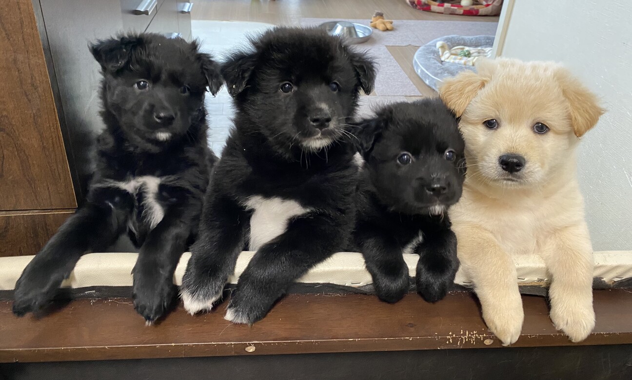 人懐こい6匹きょうだい★タカくん サムネイル3