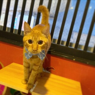 人が大好きな☆れんこんくん