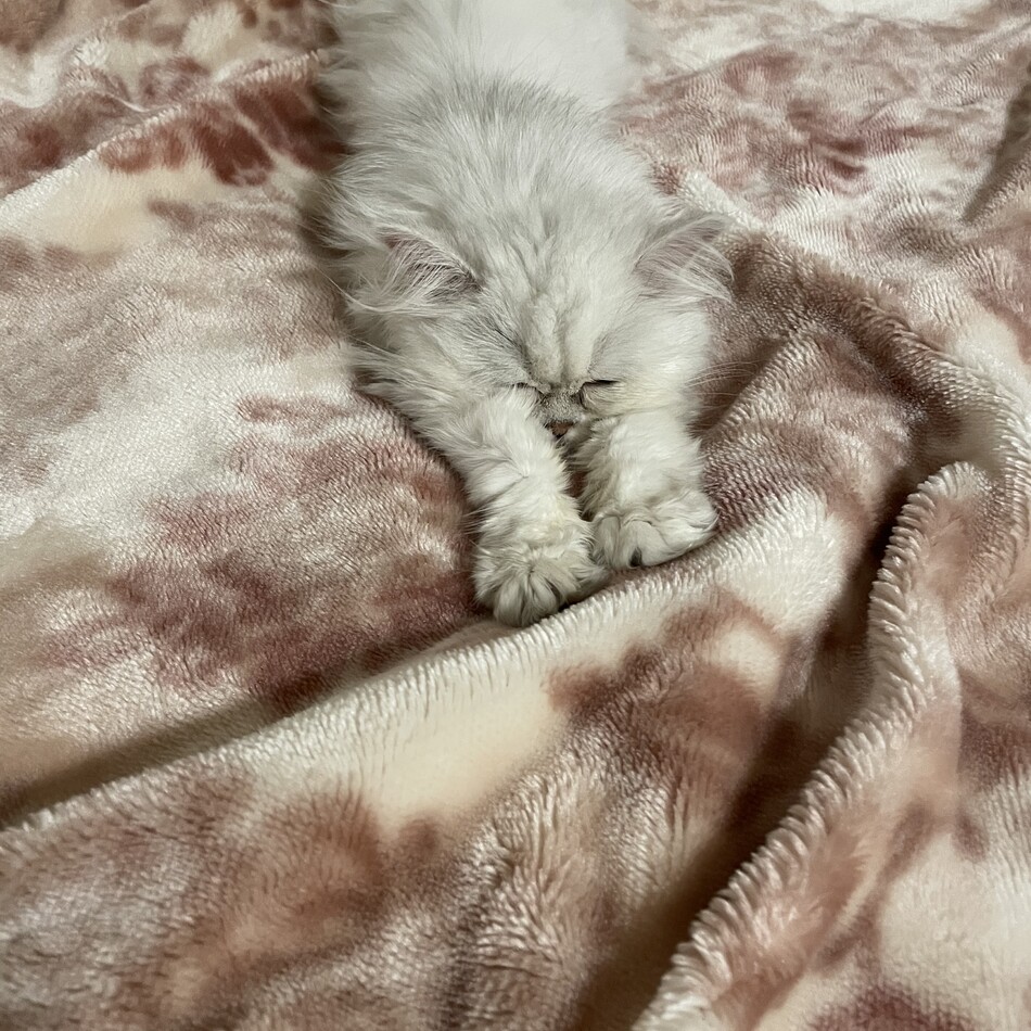 Baobabのカバー写真