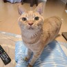 じゅんまさきさん
