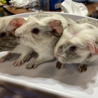 クレステッドの募集となります