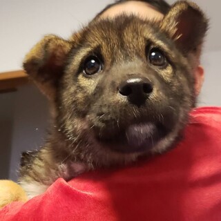 雑種犬♀推定3か月のチビッ子ちゃん①