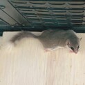 アフリカヤマネ　【パイドカラー】♀親子