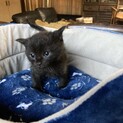 【引き取り手がほぼ決まりました】黒猫ちゃん❤︎