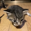 保護した猫の赤ちゃん④ヨンちゃん