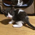 保護した猫の赤ちゃん①イチちゃん