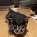 保護した猫の赤ちゃん②黒キジちゃん