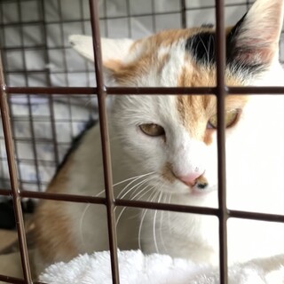 三毛☆美猫さん親子２匹