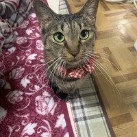 桝田れもん