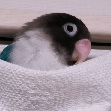 カーテンで眠ろうとするラムネちゃん