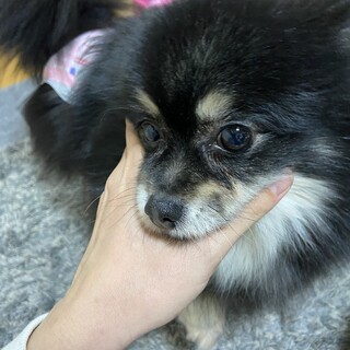 ポメラニアン女の子