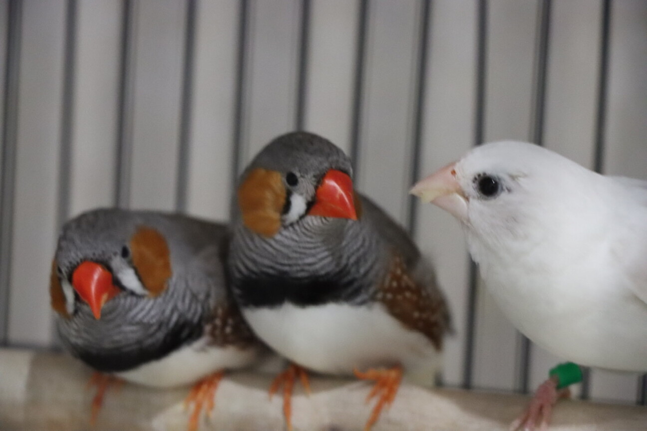 キンカチョウ兄弟 と ジ 福岡県 鳥の里親募集 ペットのおうち 月間利用者150万人