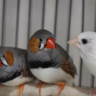 キンカチョウ兄弟 と　ジュウシマツ