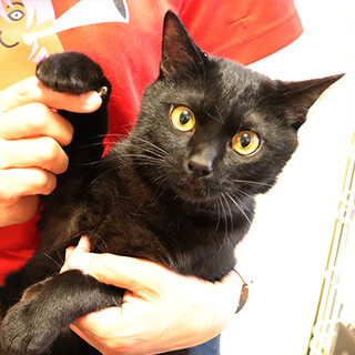 オシャレな黒猫♪ 蔵之介くん