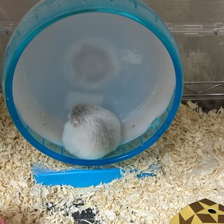 ホワイトフェイスロボロフスキーハムスター