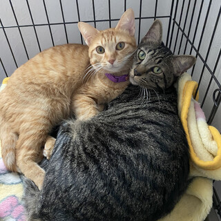 仲良し兄妹♡モカ♂とラテ♀