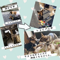 「倉敷っ子、しもりちゃん改めドレミちゃん、家族決定！」サムネイル2