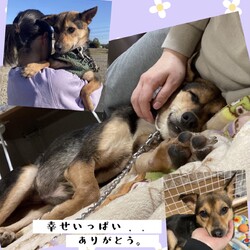 「倉敷っ子、しもりちゃん改めドレミちゃん、家族決定！」サムネイル3