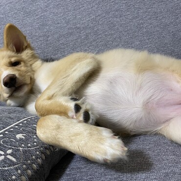 おなかぽんぽん