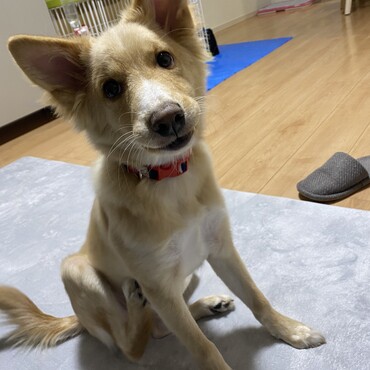 むふって感じの顔