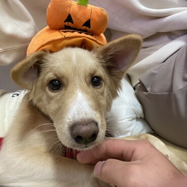 ハロウィン