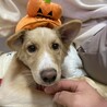 ハロウィン