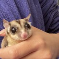 フクロモモンガ  里親様募集