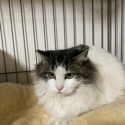 人馴れイマイチの子の譲渡