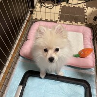 コロン