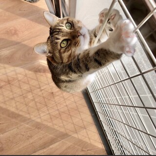 とっても甘えん坊キジ白の女の子