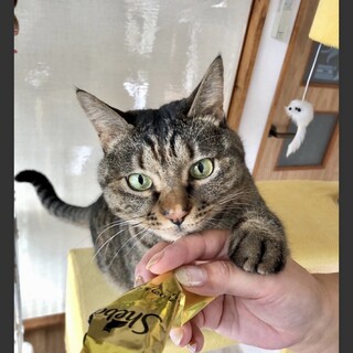 ぽっちゃりでワイルドなキジ猫女の子