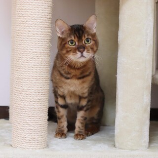 ベンガル ブライトくん 里親様募集です♡