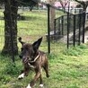 【募集再開】ハウンド系の男の子！甘えん坊の大型犬 サムネイル2