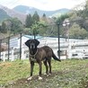 【募集再開】ハウンド系の男の子！甘えん坊の大型犬 サムネイル5