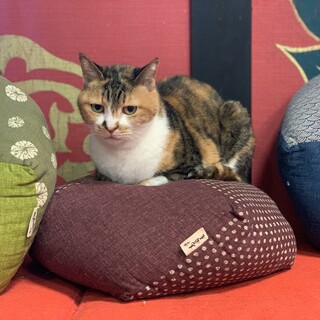 困り顔が可愛い三毛猫☆ちぇりー