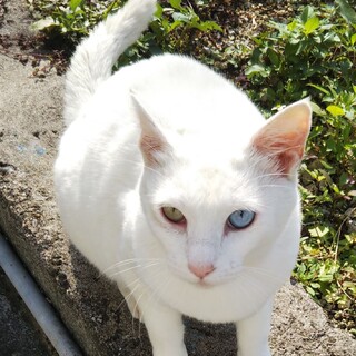 オッドアイの真っ白で綺麗な、マシュー君！